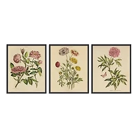 Herbal Botany Framed Art Print, 18x22