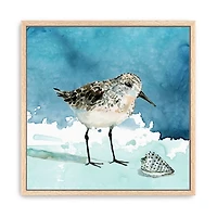 Sandpiper Bird Framed Canvas Art Print