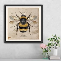 Bumblebee Anatomy Framed Canvas Art Print