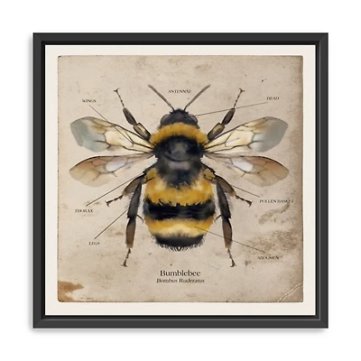 Bumblebee Anatomy Framed Canvas Art Print