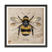 Bumblebee Anatomy Framed Canvas Art Print