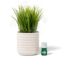 Lifelines Faux Grass Plant Bubble White Diffuser