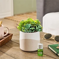 Lifelines Faux Succulent Two Tone Diffuser
