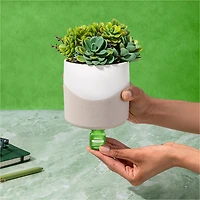 Lifelines Faux Succulent Two Tone Diffuser