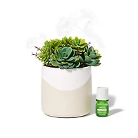 Lifelines Faux Succulent Two Tone Diffuser