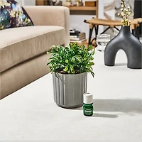 Lifelines Faux Boxwood Plant Ribbed Gray Diffuser