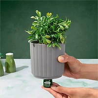 Lifelines Faux Boxwood Plant Ribbed Gray Diffuser
