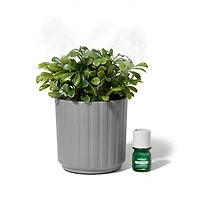 Lifelines Faux Boxwood Plant Ribbed Gray Diffuser