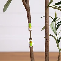 ft Minimalist Olive Tree in White Planter