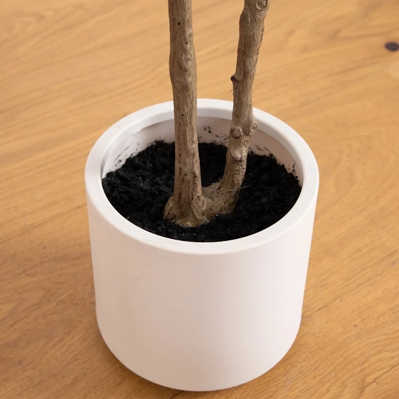 ft Minimalist Olive Tree in White Planter