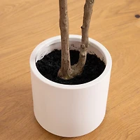 ft Minimalist Olive Tree in White Planter
