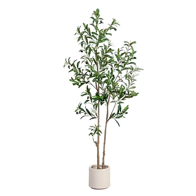 ft Minimalist Olive Tree in White Planter