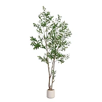 7 ft Minimalist Olive Tree in White Planter