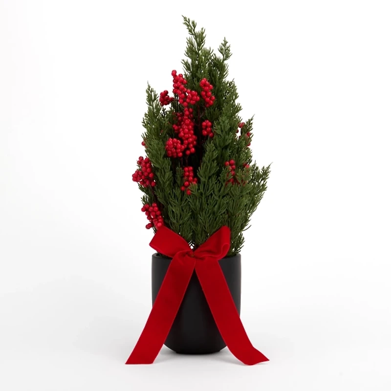 Red Berry Arrangement in Black Pot with Velvet Bow