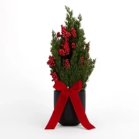 Red Berry Arrangement in Black Pot with Velvet Bow