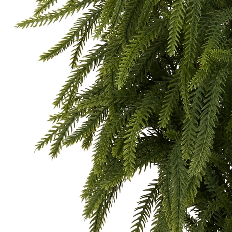 Norfolk Pine Christmas Bundle