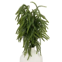 Norfolk Pine Christmas Bundles, Set of 2