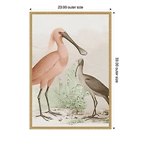 Antique Waterbirds II Framed Canvas Print