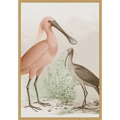 Antique Waterbirds II Framed Canvas Print