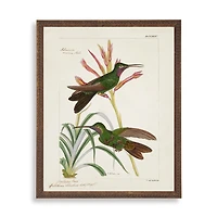 Green Hummingbirds Framed Art Print