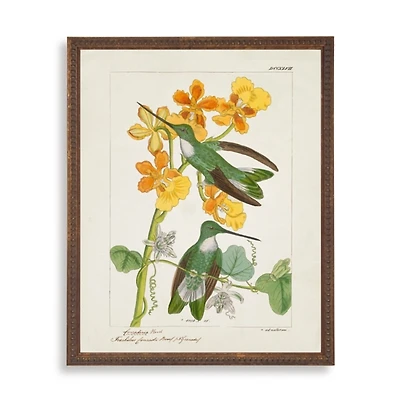 Hummingbirds with Yellow Flowers Framed Art Print