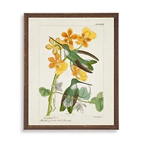 Hummingbirds with Yellow Flowers Framed Art Print
