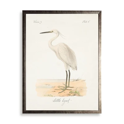 White Egret Framed Art Print