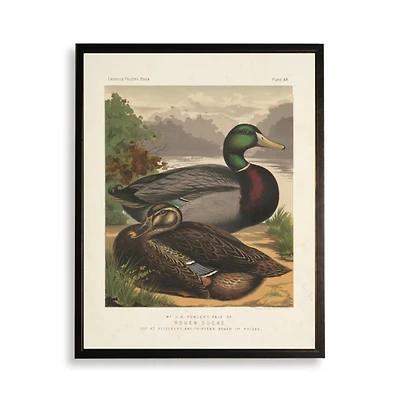 Rouen Ducks Framed Art Print