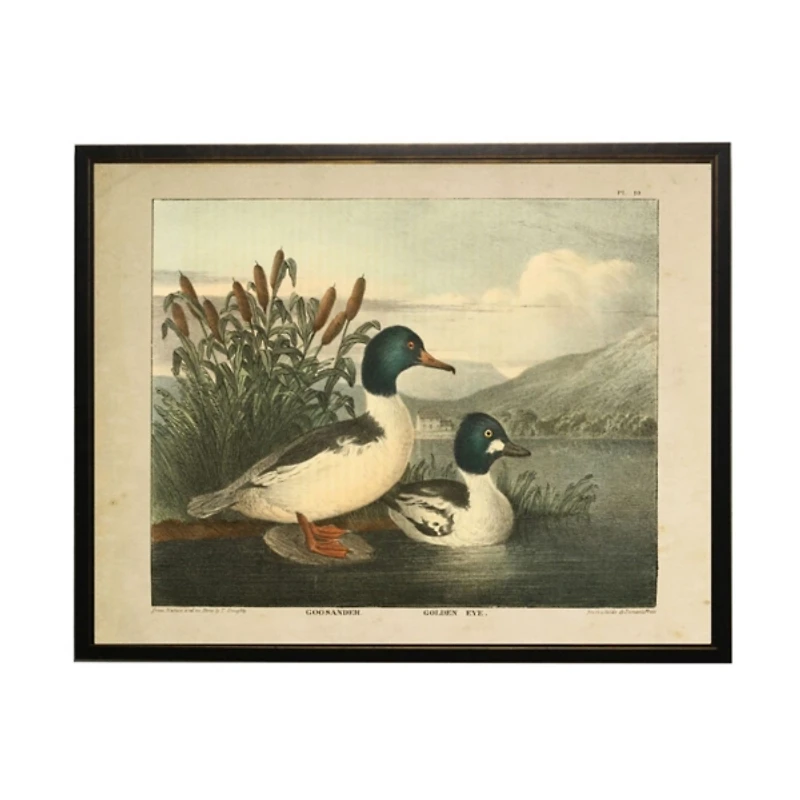 Goosander & Golden Eye Framed Art Print