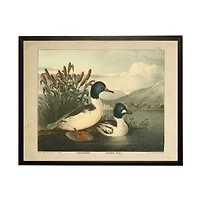 Goosander & Golden Eye Framed Art Print