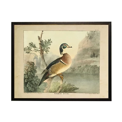 Vintage Summer Duck Framed Art Print