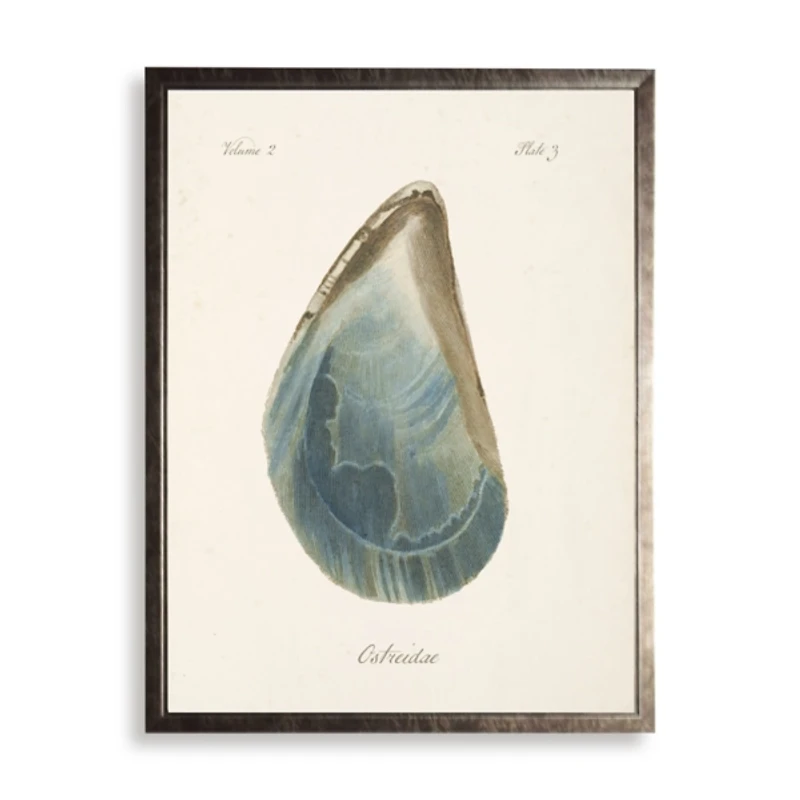Oyster Shell I Framed Art Print