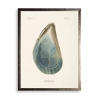 Oyster Shell I Framed Art Print