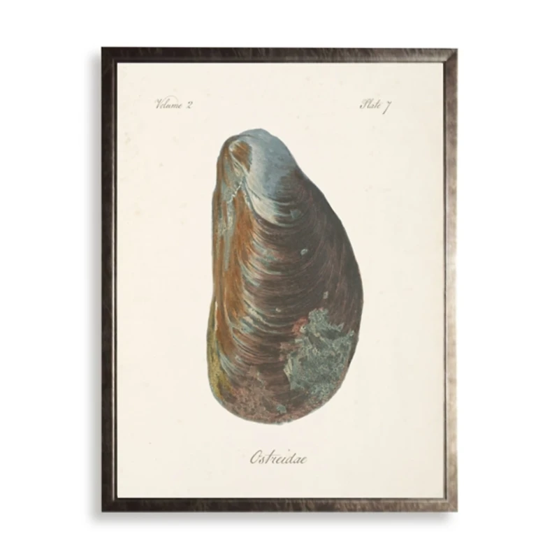 Oyster Shell II Framed Art Print