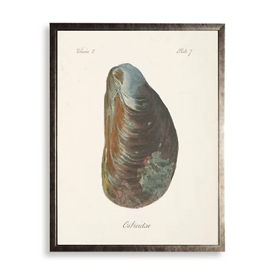 Oyster Shell II Framed Art Print