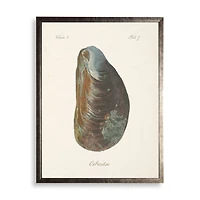 Oyster Shell II Framed Art Print