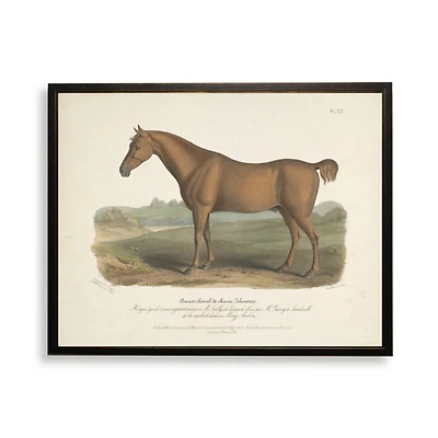 Vintage Horse Bookplate Framed Art Print
