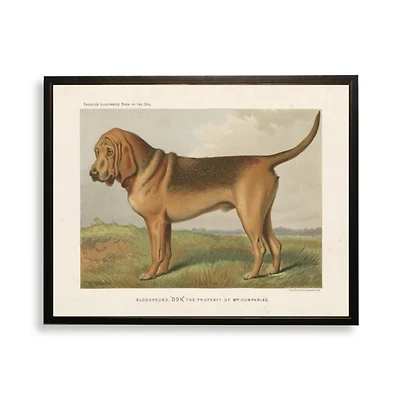 Bloodhound Bookplate Framed Art Print