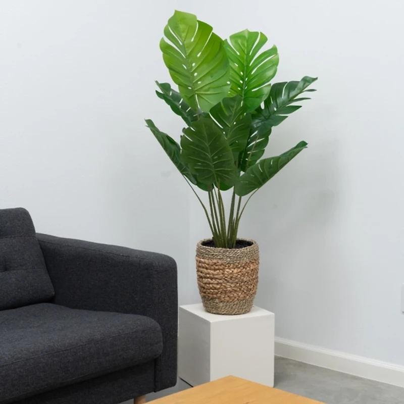 Monstera Plant in Handwoven Basket