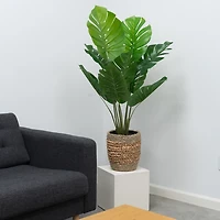 Monstera Plant in Handwoven Basket