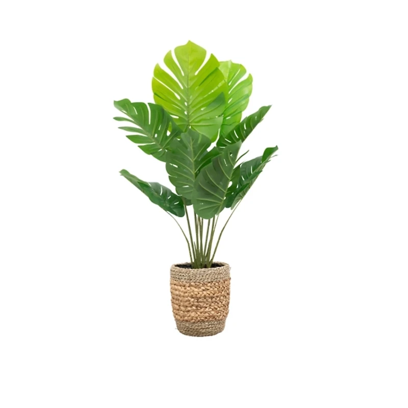 Monstera Plant in Handwoven Basket