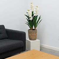 Natural Touch Orchid Arrangement in Basket