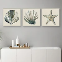 Sea Treasures Framed Canvas Art Prints, Set of 3