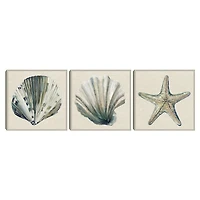 Sea Treasures Framed Canvas Art Prints, Set of 3
