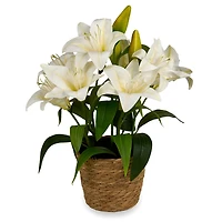 White Lily Arrangement in Rattan Vase