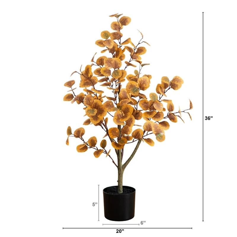 3 ft. Autumn Eucalyptus Tree