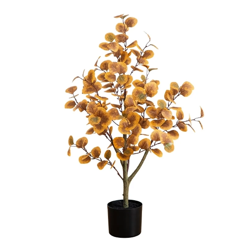3 ft. Autumn Eucalyptus Tree