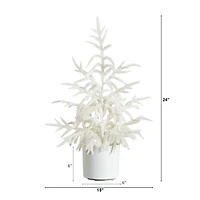 2 ft. White Norfolk Island Pine Christmas Tree