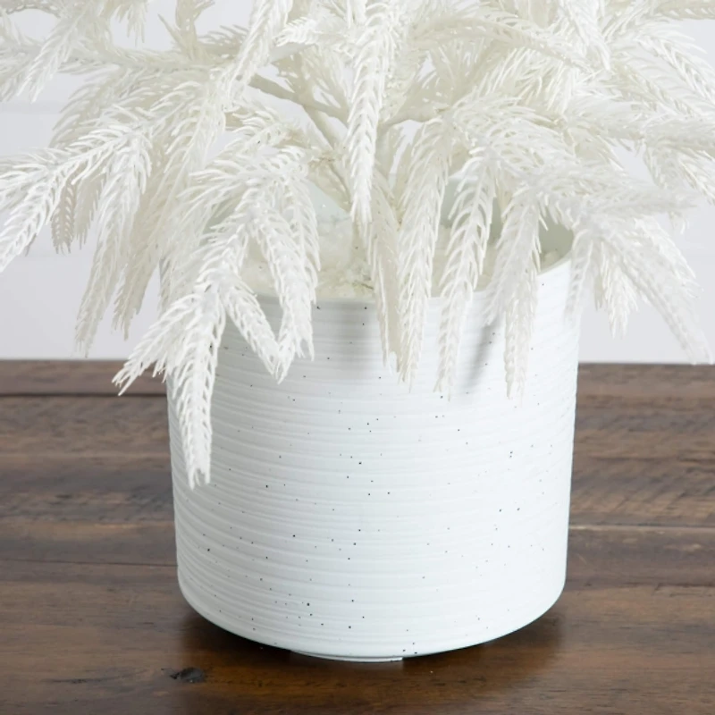 2 ft. White Norfolk Island Pine Christmas Tree