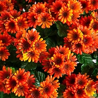 UV Resistant Orange Chrysanthemum Hanging Basket